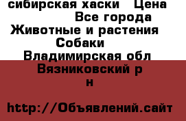 l: сибирская хаски › Цена ­ 10 000 - Все города Животные и растения » Собаки   . Владимирская обл.,Вязниковский р-н